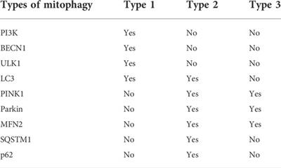 New insights into the interplay between autophagy and oxidative and endoplasmic reticulum stress in neuronal cell death and survival